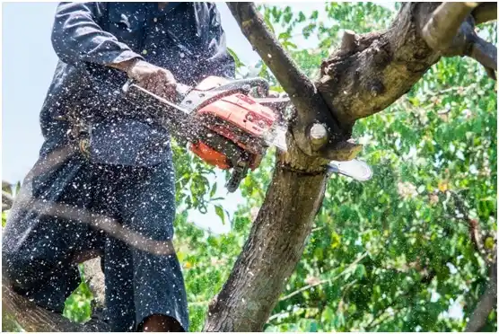 tree services Belington
